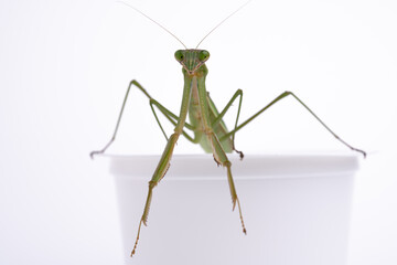 カマキリ　オオカマキリの白背景写真
胸にオレンジ色の部分がない事から、オオカマキリだと推定されます。