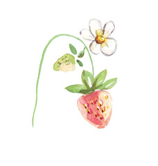 Watercolor strawberry.  Hand-painted clipart. Isolated