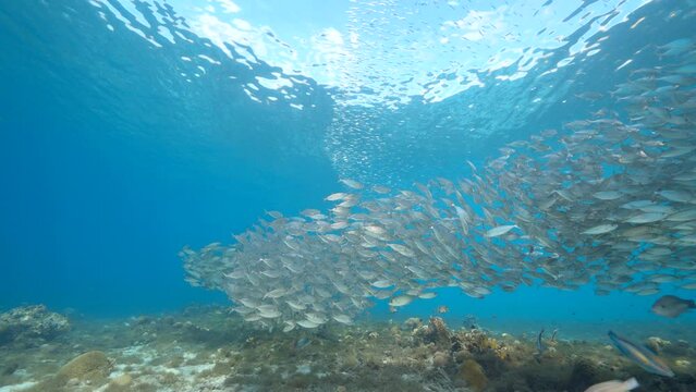 4K 120 fps Super Slow Motion Seascape with Bait Ball, School of Fish in the coral reef of the Caribbean Sea, Curacao
