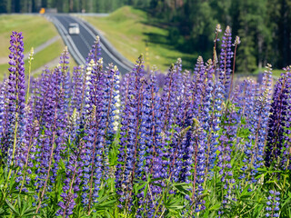A large field of blooming purple white and pink lupins near a highway in Karelia, northwest Russia in summer