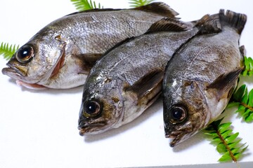 釣ったメバル
