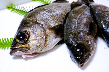 テーブルに置かれたメバル