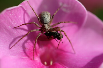 Makroaufnahme einer kleinen Spinne die eine Fliege verzehrt. Sie sitzt dabei auf einer Blüte ganz in Pink. Artenvielfalt, Biodiversität, Nahaufnahme