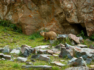 Large Marmot in the Himalayas
