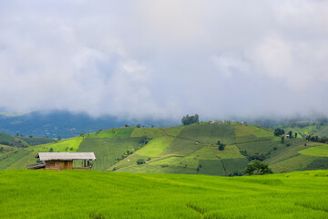 Obraz premium Beautiful scenery of Ban Pa Pong Piang,Mae Chaem,Chiang Mai province,Northern Thailand.