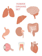Human organs vector set isolated on white background.