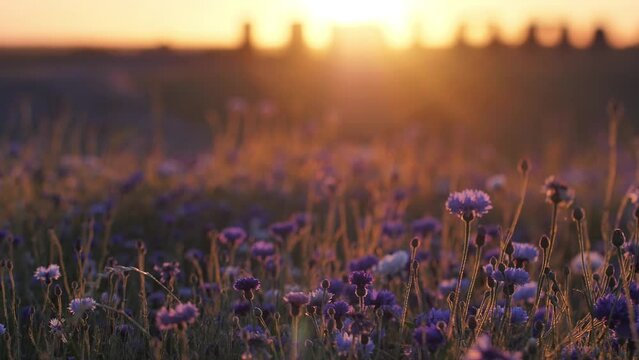 Cornflower sunset light with movement. Hot vibrating air above the flowers. Cinematic picture of the sunset. Blue flowers in the sunlight. Selective soft focus.