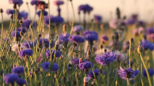 Cornflower sunset light with movement. Hot vibrating air above the flowers. Cinematic picture of the sunset. Blue flowers in the sunlight. Selective soft focus.