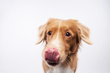 funny dog shows tongue. Nova Scotia Duck Retriever, toller on a white background