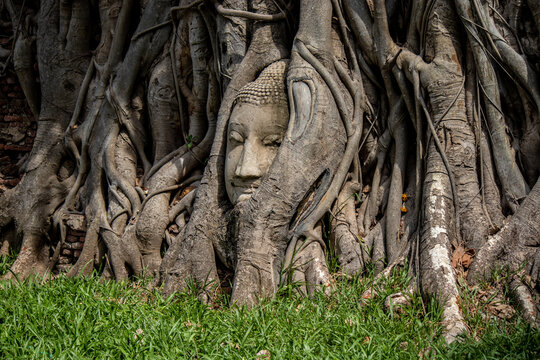 Ayutthaya Province,Thailand on May22,2020:Buddha's head in Bodhi tree roots at Wat Mahathat.A UNESCO World Heritage Site.