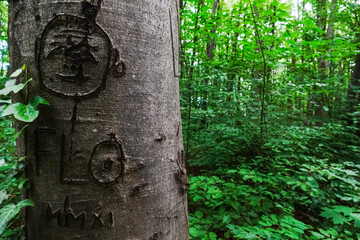 tree trunk with carved signs and writings in a forest
