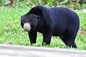 愛きょうのあるしぐさで動物園でも人気のある、東南アジアの熱帯雨林に住むマレーグマ