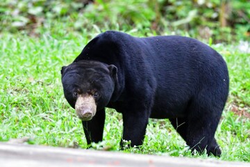 愛きょうのあるしぐさで動物園でも人気のある、東南アジアの熱帯雨林に住むマレーグマ