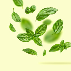 Fresh green organic basil leaves flying on light yellow background. Food levitation concept. Basil leaves isolated. Ingredient, spice for cooking. Creative layout with basil, fragrant spicy plant