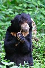 愛きょうのあるしぐさで動物園でも人気のある、東南アジアの熱帯雨林に住むマレーグマ