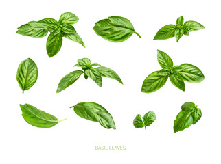 Fresh green organic basil leaves isolated on white background close-up. Ingredient, spice for...