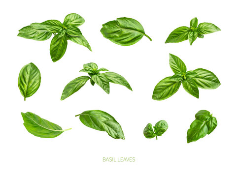 Fresh green organic basil leaves isolated on white background close-up. Ingredient, spice for cooking. Basil collection for design, packaging, advertising, fragrant spicy plant