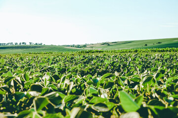Open soybean field at sunset.Soybean field . Soy agriculture