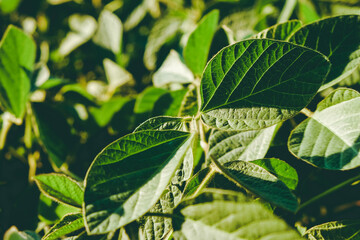 Green leaf of a soybean plant lit by beams of warm early morning light. Soy agriculture