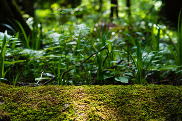 Green moss and little plants in the forest 2