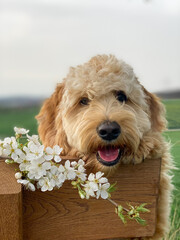 Hund mit Apfelblüten