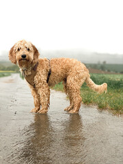 Nasser Hund