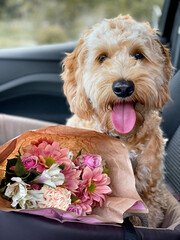 Hund mit Blumenstrauß