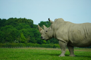 Obraz premium White rhinoceros