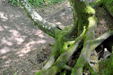 Schwebende Wurzeln Alter Buchen