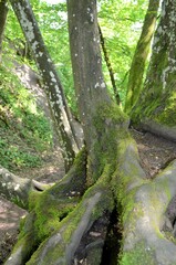 Schwebende Wurzeln Alter Buchen