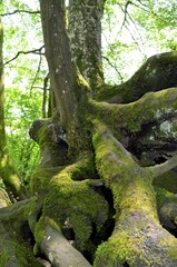 Schwebende Wurzeln Alter Buchen