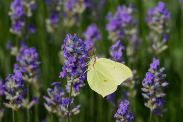 Common brimstone butterfly (Gonepteryx rhamni) sitting on lavender in Zurich, Switzerland