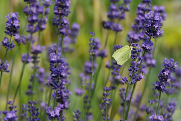 Common brimstone butterfly (Gonepteryx rhamni) sitting on lavender in Zurich, Switzerland