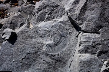 Traces of ammonite fossils on limestone rocks in the Atlantic coast in Portugal © Marta Nogueira