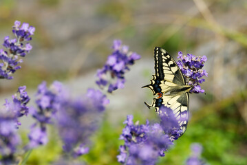 Old World Swallowtail or common yellow swallowtail (Papilio machaon) sitting on lavender in Zurich, Switzerland
