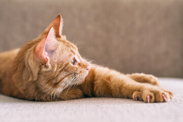 Ginger cat relaxing on couch in living room lying in funny pose on blanket. Pet enjoying sun at home
