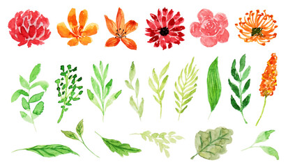 set of wild flower and leaf watercolor