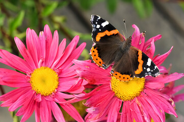 Closeup of Vanessa atalanta, the Red Admiral butterfly on garden flower