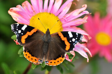 Closeup of Vanessa atalanta, the Red Admiral butterfly on garden flower