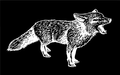 Vector ink pen drawing of angry fox standing and watching distance on black,graphics