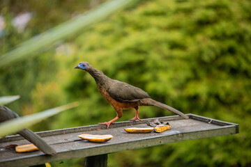 big pava bird eating colombian bird