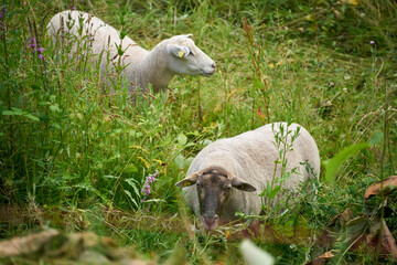 A group of sheep grazing on a green meadow in rhineland palatinate