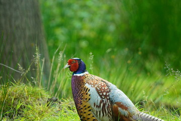 Ring necked Pheasant 