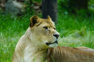 African lion