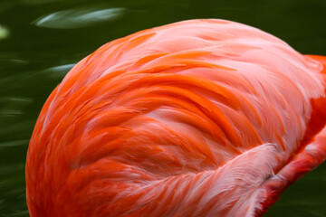 Flamingo feathers
