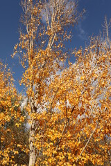 Autumn Yello Leaves on Blue Sky