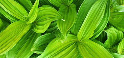 Close up on the big leaves of a False Hellebore or Veratrum Viride in the carpathians