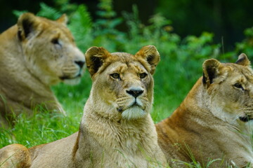 African lion