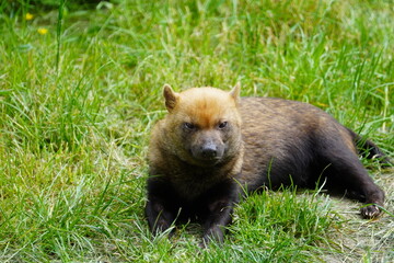Bush dog