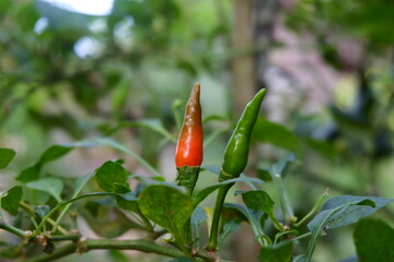 Decorative flowers planted in the garden